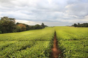 Kenyan Tea Fields