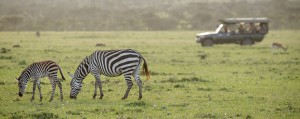 Encounter Mara in the Field